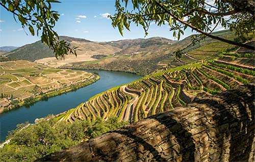 Tecnovino- jornada paisajes viñedo Arribes de Duero, AECT Duero Douro, foto DO Arribes