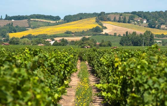 Tecnovino- proyecto Ecospherewines: resiliencia del viñedo, parcelas experimentales 2