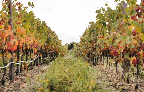 Tecnovino- proyecto Ecospherewines: resiliencia del viñedo, parcelas experimentales
