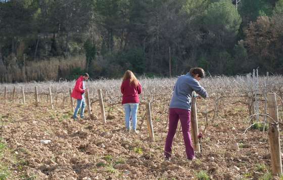 Tecnovino- proyecto MANSO