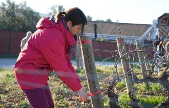 Tecnovino- proyecto MANSO