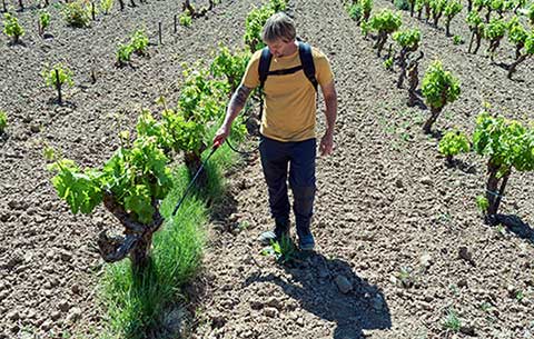 Tecnovino- pulverizador de precisión para viñedo: PL1600BE de Bellota, en viñedo