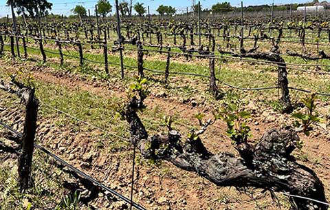 Tecnovino- variedades centenarias de vid desaparecidas, Imidra, Comunidad de Madrid