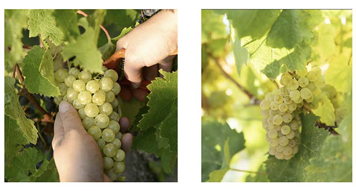Tecnovino- Rioja Vega Maturana Blanca, racimos de uva