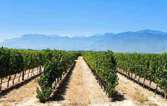 Tecnovino- Unión de Uniones reclama el arranque de viñedo en España, foto de viñas