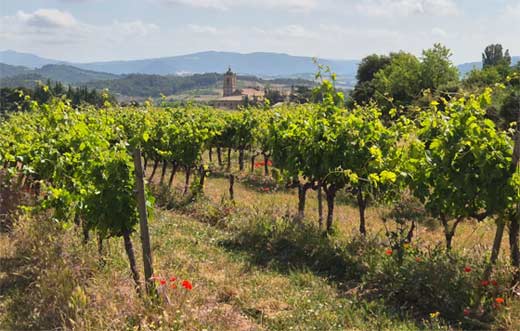 Tecnovino- nuevas plantaciones de viñedo España. Ministerio Agricultura, viñedo Estella