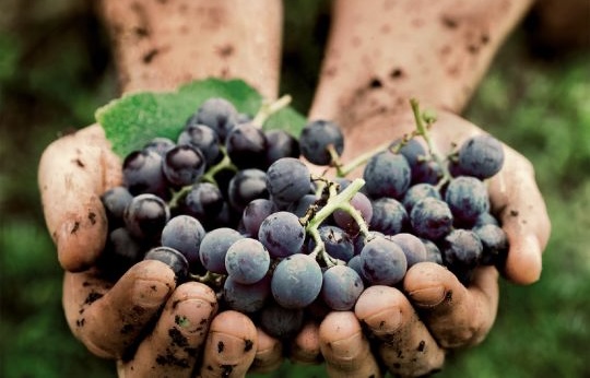 Tecnovino- Pedro Ballesteros Torres MW libro «Los lugares del vino: El terroir y los terruños»