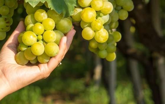 Tecnovino- La Vendimia del Cava