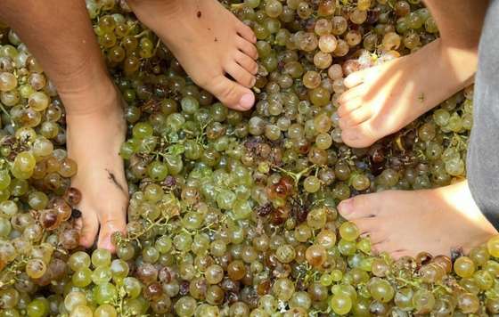 Tecnovino- La Vendimia del Cava