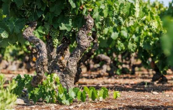 Tecnovino- Viñedo Viejo y Centenario de Rioja