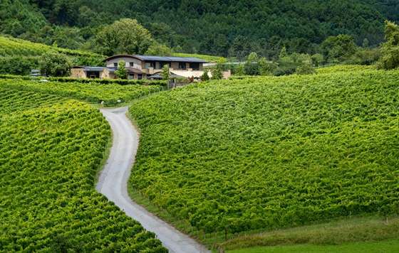 Tecnovino- bodega guipuzcoana Hiruzta, txakoli de alta gama.