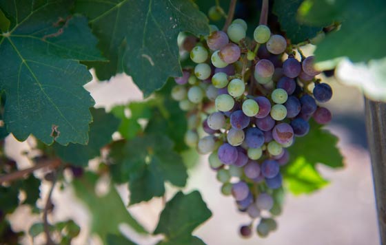 Tecnovino- uvas de vino espacio: resiliencia vegetal