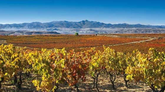 Tecnovino- Muriel Wines viñedo