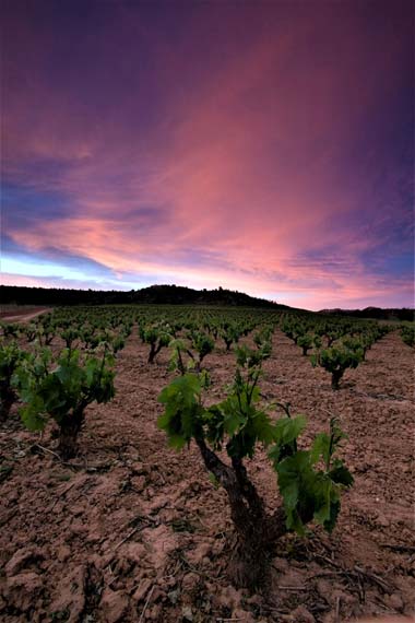 Tecnovino- eclipse solar Ruta del Vino Ribera del Duero, viñedo