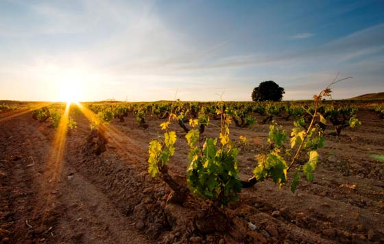 Tecnovino- eclipse solar Ruta del Vino Ribera del Duero, sol horizonte cerca de Haza