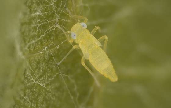 Tecnovino- GESMOVE, mosquito verde viñedo