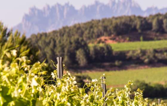 Tecnovino- Jornada de Puertas Abiertas del cava
