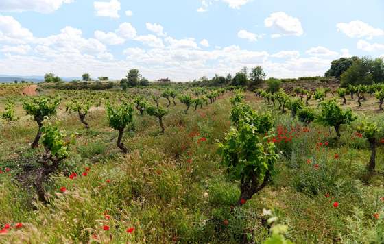 Tecnovino- Viña de Eufemia, proyecto vitivinícola