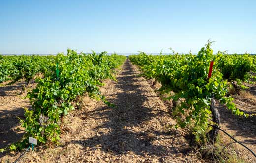 Tecnovino - fertilidad suelos vitícolas: proyecto Edavitas25, Cuatro Rayas