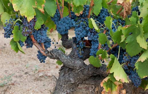 Tecnovino - variedad garnacha DOP Cebreros