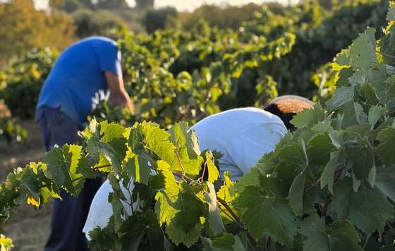 Tecnovino- vendimia DO Condado de Huelva