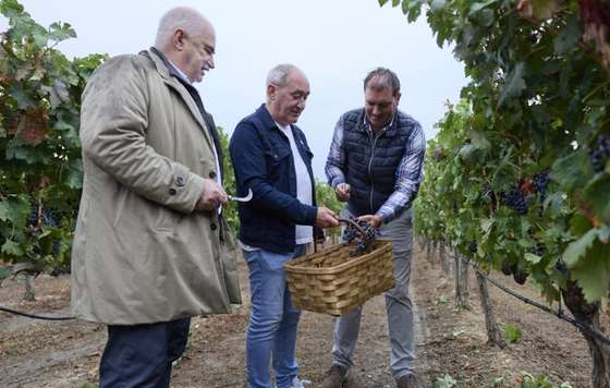 Tecnovino- DO Navarra vendimia 2026, la más temprana de su historia