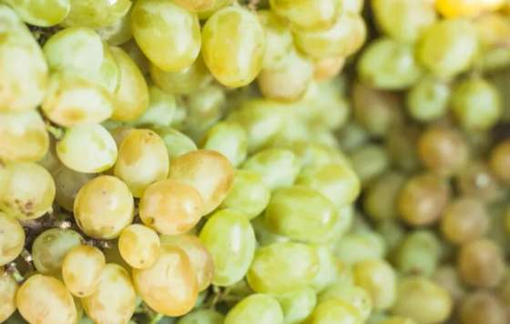Tecnovino- Denominación de Origen Rueda vendimia 2026