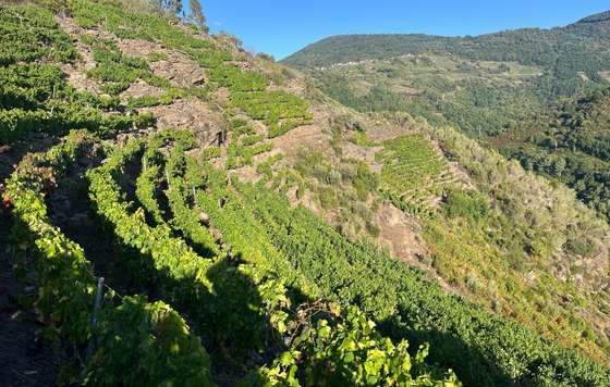 Tecnovino- Don Bernardino vendimia 2026 en Ribeira Sacra, viticultura de ladera