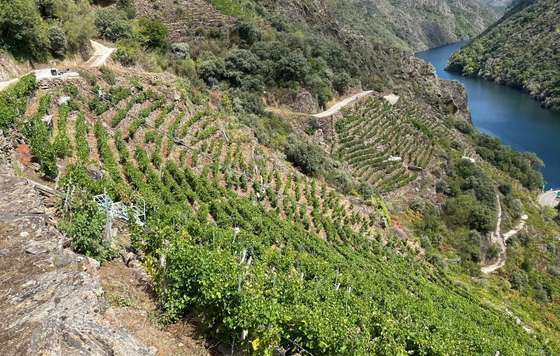 Tecnovino- Don Bernardino vendimia 2026 en Ribeira Sacra, viticultura de ladera