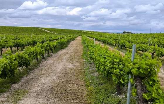 Tecnovino- Estrategia del Viñedo y el Vino de Andalucía 2028-2031