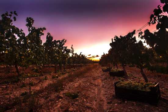 Tecnovino - vendimia nocturna 2026, Príncipe de Viana, viñedo