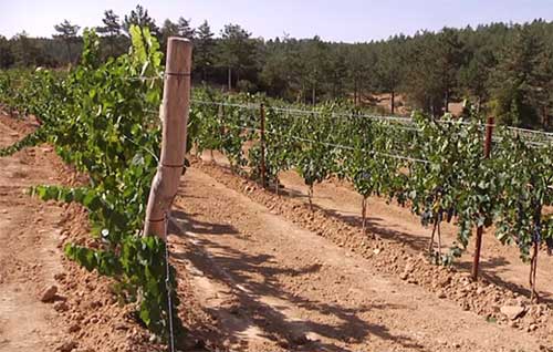 Tecnovino- ensayo viñedo cambio climático, Evena en Navarra