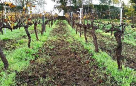Tecnovino- erosión hídrica y el suelo del viñedo