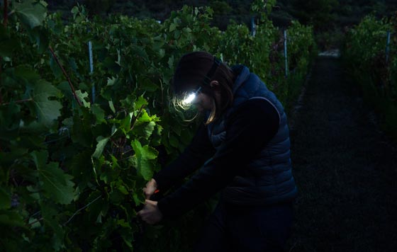Tecnovino - vendimia nocturna 2026 Príncipe de Viana