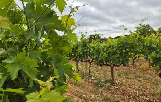Tecnovino - viñedos singulares Denominación Rioja, nuevos, Mapa