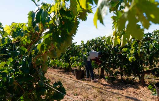 Tenovino - vendimia 2026 D.O. Cigales